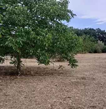 Foto annuncio 61