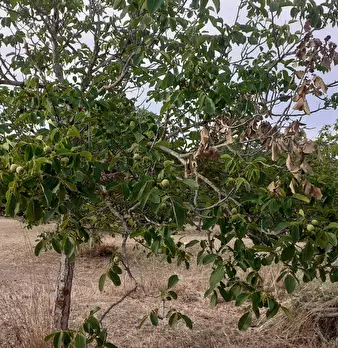 Foto annuncio 74