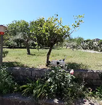 Foto annuncio 17