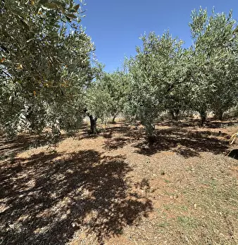 Foto annuncio 28
