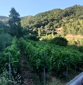 Foto annuncio 10
