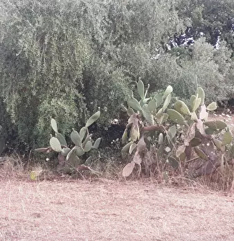 Foto annuncio 72