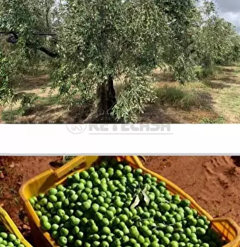 Foto annuncio 17