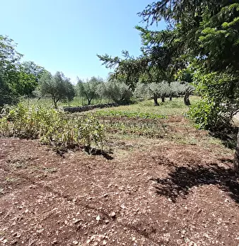 Foto annuncio 29
