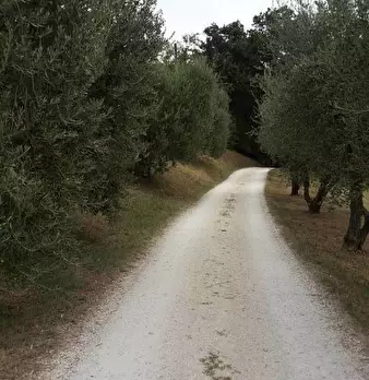 Foto annuncio 5