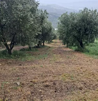 Foto annuncio 12