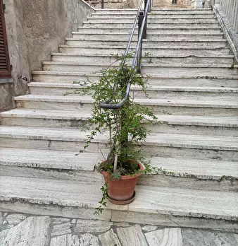 Foto annuncio 5