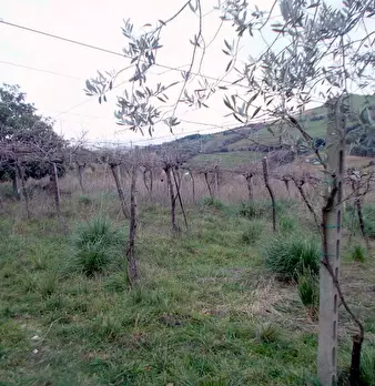 Foto annuncio 21