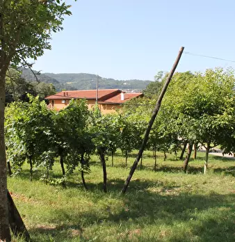 Foto annuncio 12
