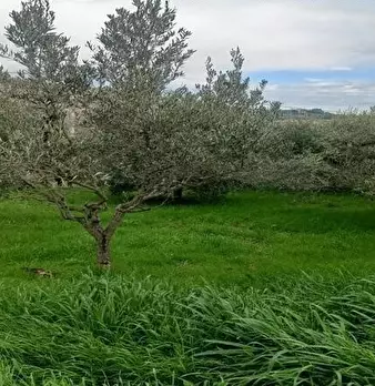 Foto annuncio 1