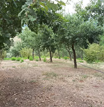 Foto annuncio 9