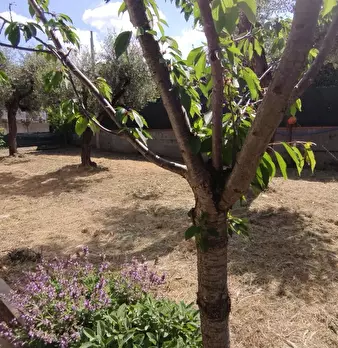 Foto annuncio 7