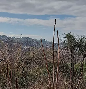 Foto annuncio 22