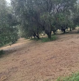 Foto annuncio 8