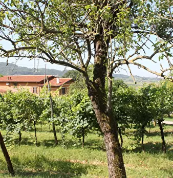 Foto annuncio 10