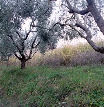 Foto annuncio 19
