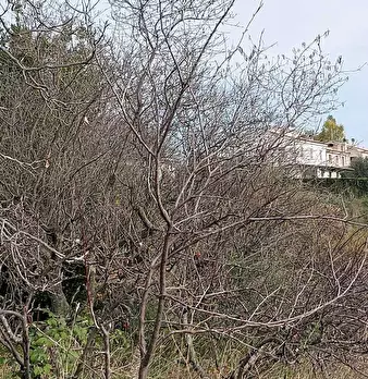 Foto annuncio 24