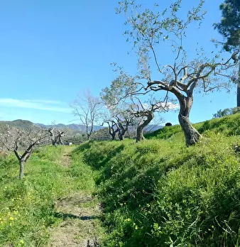 Foto annuncio 16
