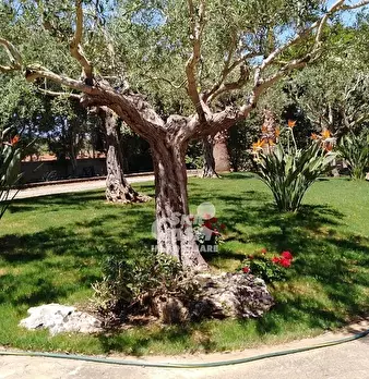 Foto annuncio 7