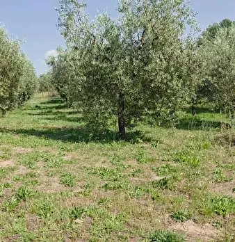 Foto annuncio 9