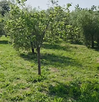 Foto annuncio 13