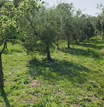 Foto annuncio 11