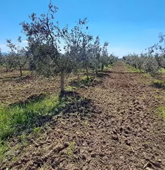 Foto annuncio 26