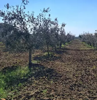 Foto annuncio 28