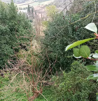 Foto annuncio 31