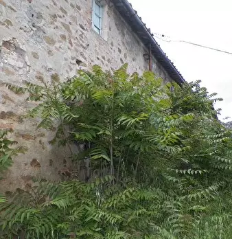 Foto annuncio 5