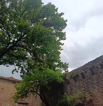 Foto annuncio 105