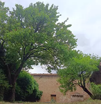 Foto annuncio 103