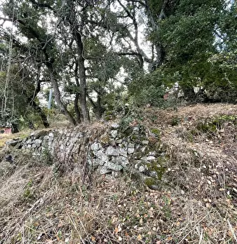 Foto annuncio 103