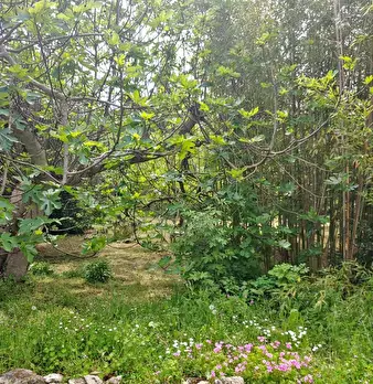 Foto annuncio 29