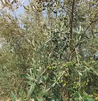 Foto annuncio 11