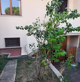 Foto annuncio 54