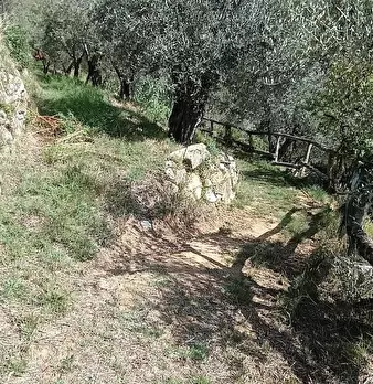 Foto annuncio 10