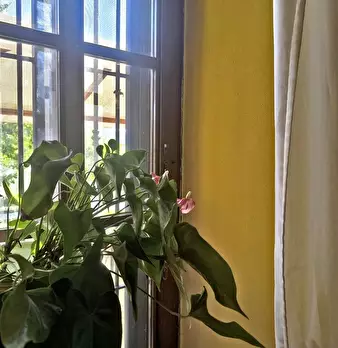 Foto annuncio 1