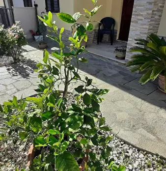 Foto annuncio 2