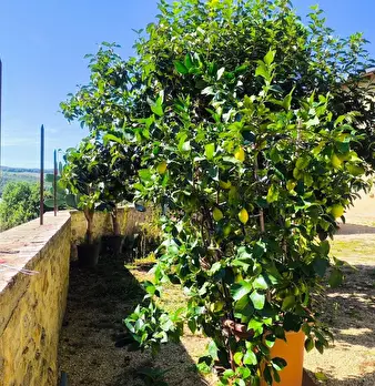 Foto annuncio 17
