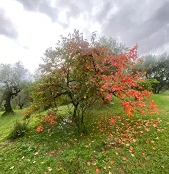Foto annuncio 20