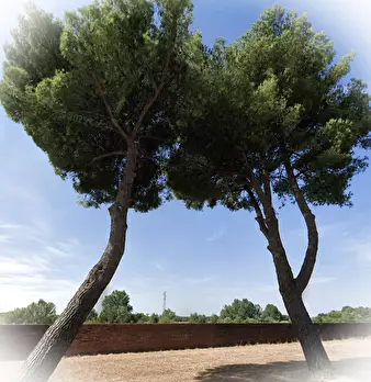 Foto annuncio 6