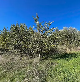 Foto annuncio 11