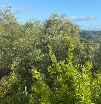 Foto annuncio 31
