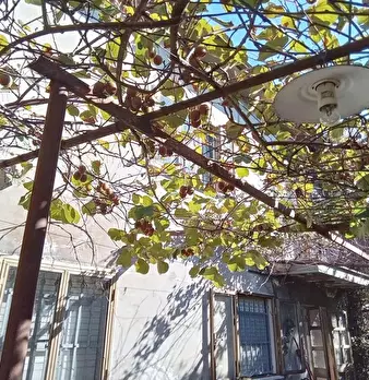 Foto annuncio 4
