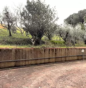 Foto annuncio 7