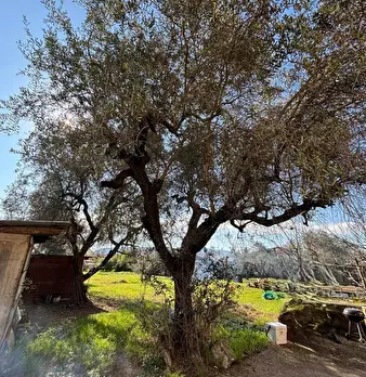 Foto annuncio 36