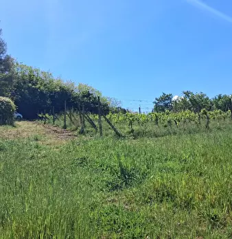 Foto annuncio 17