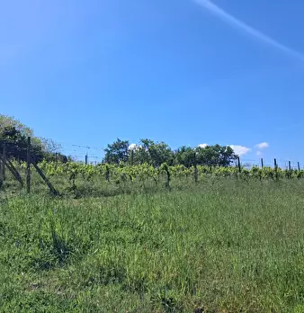 Foto annuncio 18