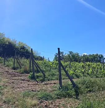 Foto annuncio 5
